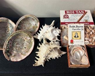 SJP095- Abalone, Murex Ramosa & Assorted Shells