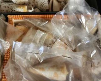 SJP097 - Assorted Sea Shells