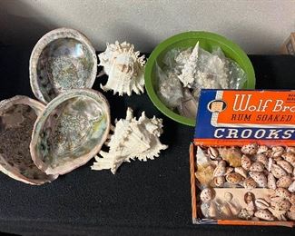 SJP094- Abalone & Murex Ramosa Shells