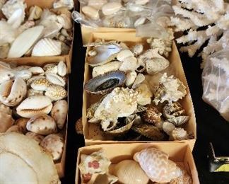 SJP099 - Assorted Sea Shells And More