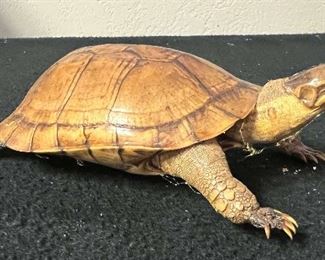 SJP101- Taxidermy Turtle