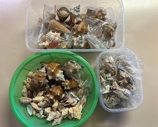 SJP103- (3) Containers Full Of Shells