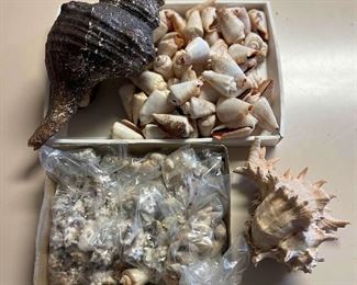 SJP105- (2)Boxes Of Assorted Shells 