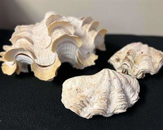 SJP108- Beautiful Clam Shells