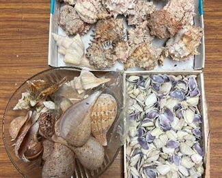 SJP107- Pink Mouthed Murex Shells & Assorted Shells