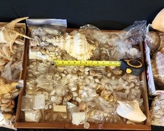 SJP111 - Assorted Sea Shells And More