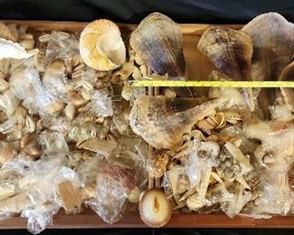 SJP112 - Assorted Sea Shells 