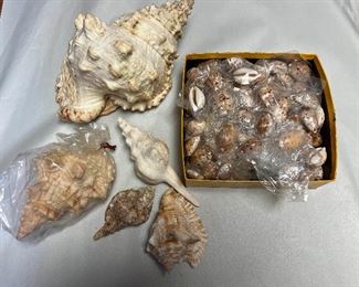 SJP110- Box Of Lynx Shells & Assorted Shells