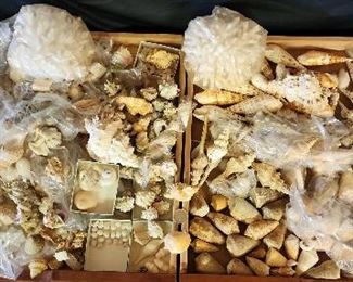 SJP119 - Assorted Sea Shells And More 