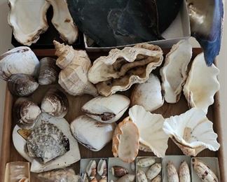 SJP123 - Assorted Sea Shells 