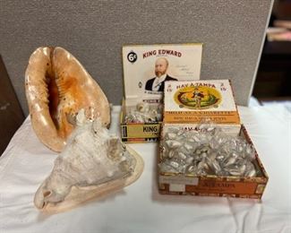 SJP148- (2) Cassius Cornuta Shells With Boxes Of Shells