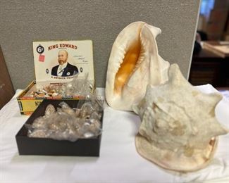 SJP149- (2) Cassius Cornuta Shells & Boxes Of Various Shells