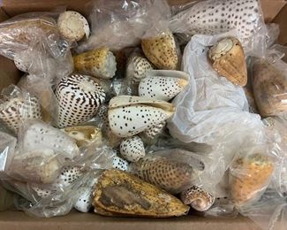 SJP150- Box Of Conus Betulinus Shells