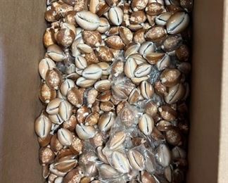 SJP151- Box Of Snake Head Cowry Shells