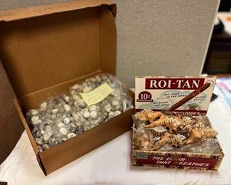 SJP152- Box Of Narita Polita Shells & Conch Shells