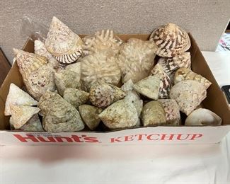 SJP153- Box Of Niloticus Shells