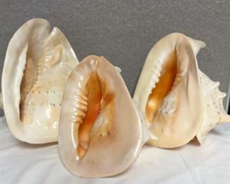 SJP154- (3) Cassius Cornuta Shells