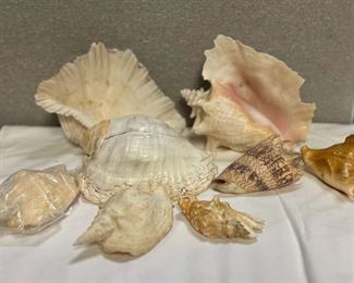 SJP155- She Sells Sea Shells On The Sea Shore