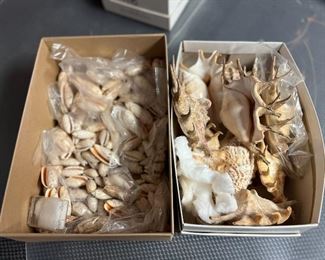 SJP164- Boxes Of Spider Shells & Oliva Annulata Shells 