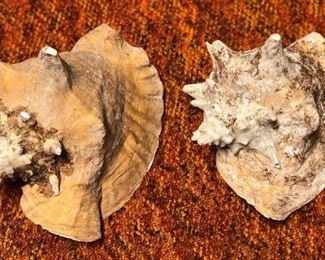 SJP168 - TWO CONCH SHELLS