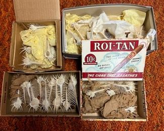 SJP166- (4) Venus Comb Shells