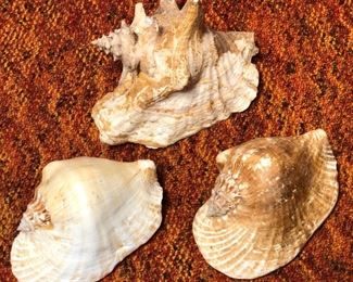SJP169 - TRIO OF CONCH SHELLS
