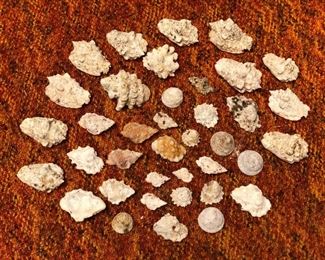 SJP172 - 39 ASSORTED SMALL SEASHELLS