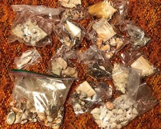 SJP173 - 75+ ASSORTED SMALL SEASHELLS