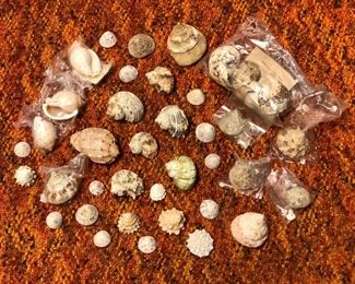 SJP171 - 39 ASSORTED SMALL SEASHELLS