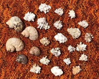 SJP170 - 25 SMALL ASSORTED SEASHELLS 