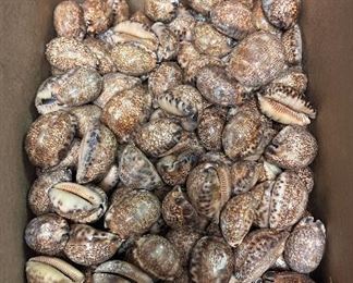 SJP194 Box Of Cowry Shells