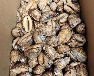 SJP197 Box Of Cowry/Cowrie Shells