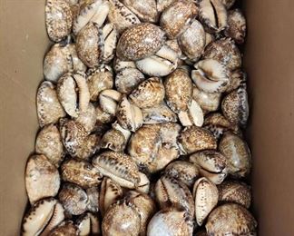 SJP196 Box Of Cowry/Cowrie Shells 