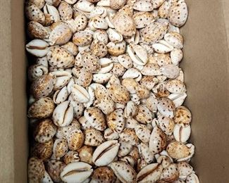 SJP213 Small Box Of Smaller Cowries