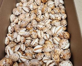 SJP214 Smaller Box Of Smaller Cowry/Cowrie Shells