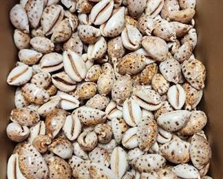 SJP215 Smaller Box Of Smaller Cowry/Cowrie Shells