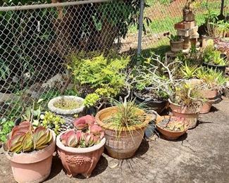 SJP253 - Potted Plants - Large Lot 