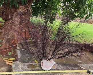 SJP264 - Natural Black Coral Tree Spray