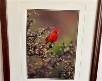 Thomas Mangelesen Signed Artwork