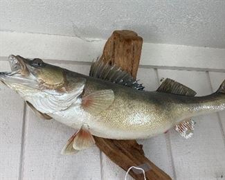 Walleye 