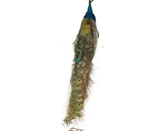 Peacock Taxidermy Mount