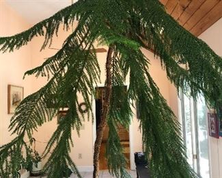 Large Norfolk Pine Tree 