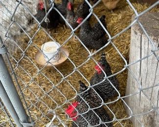 Egg laying hens!!!!!