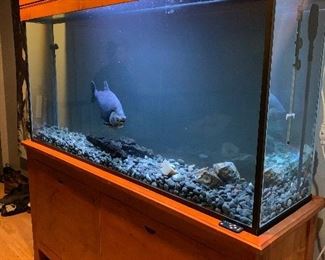 200 Gallon Glass Fish Tank with Pine base and hood.