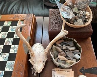 Fossils, skull, sharks teeth, chess set