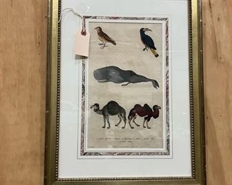 Antique hand colored print with grinning whale, camels and exotic birds. Antique fame, French matting...
