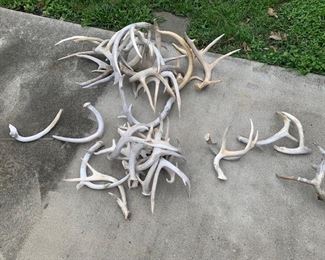 Elk and Deer Antlers s-xl priced accordingly