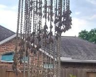 Shell windchimes
*we have three