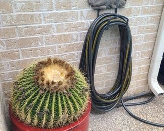 Oversized cactus in large red ceramic pot