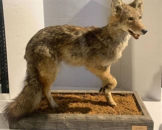 Alabama Standing Coyote Taxidermy Mount